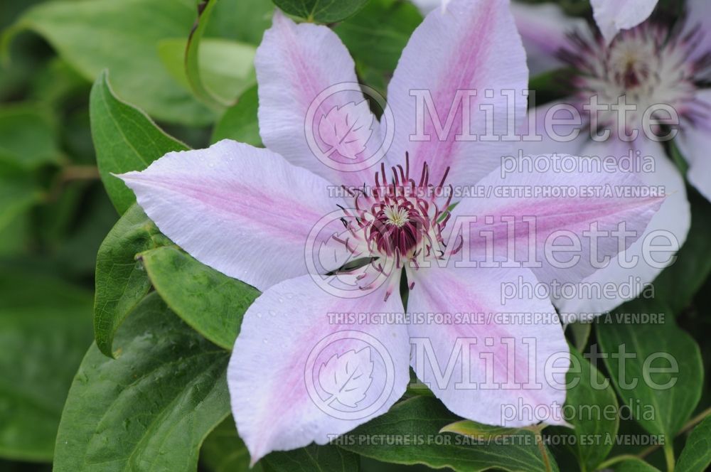 Clematis Nelly Moser (Clematis) 3 