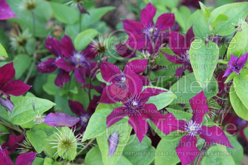 Clematis Boulevard aka Nubia (Clematis) 2