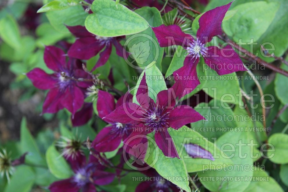 Clematis Boulevard aka Nubia (Clematis) 3