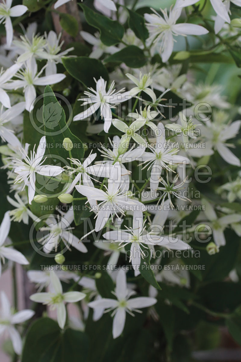 Clematis paniculata (Clematis)   2