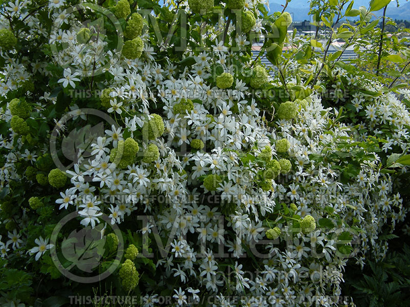 Clematis paniculata (Clematis) 1