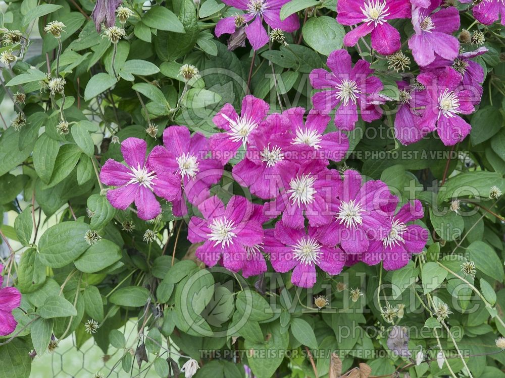 Clematis Barbara Harrington (Clematis) 1 