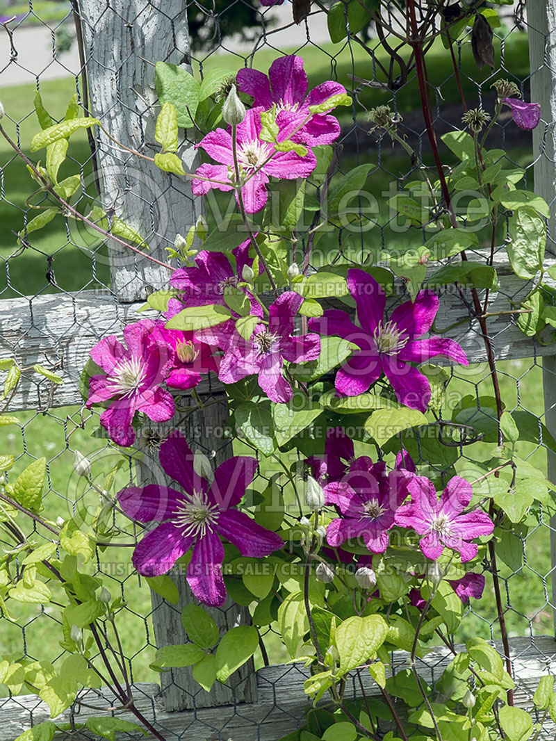 Clematis Barbara Harrington (Clematis) 2 