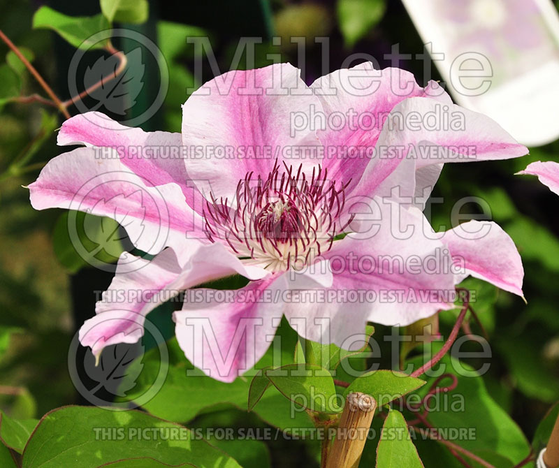 Clematis Capitaine Thuilleaux (Clematis) 1 