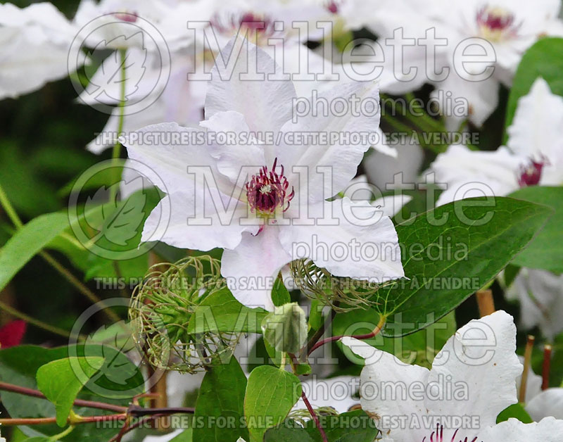 Clematis Miss Bateman (Clematis) 2 