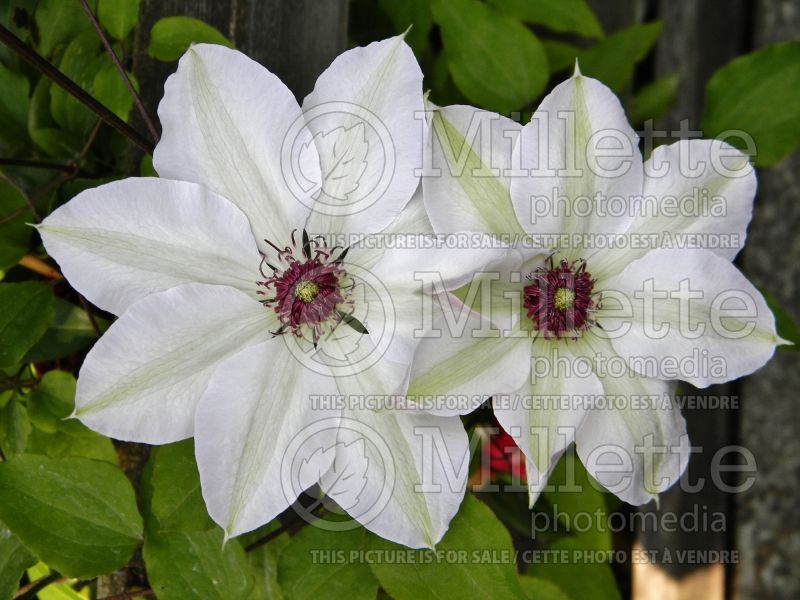 Clematis Miss Bateman (Clematis) 4 