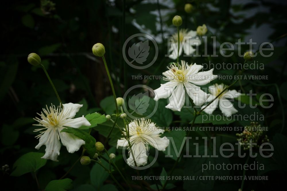 Clematis Paul Farges aka Summer Snow (Clematis) 3 