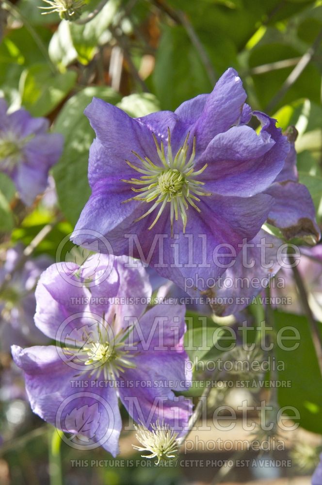 Clematis Perle d'Azur (Clematis) 2