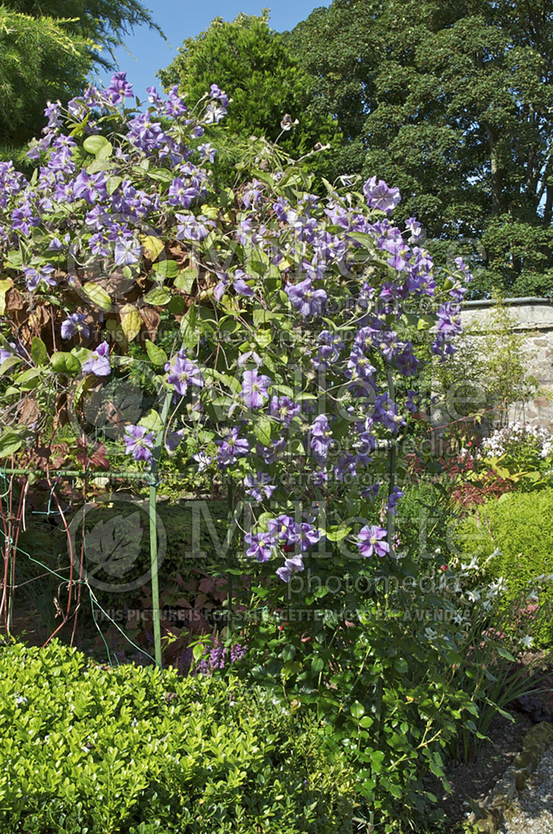 Clematis Perle d'Azur (Clematis) 1 