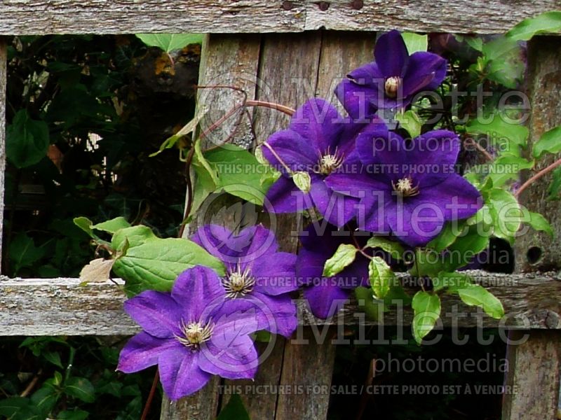 Clematis Perrin's Pride (Clematis) 1 