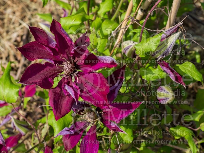 Clematis Picardy (Clematis) 1