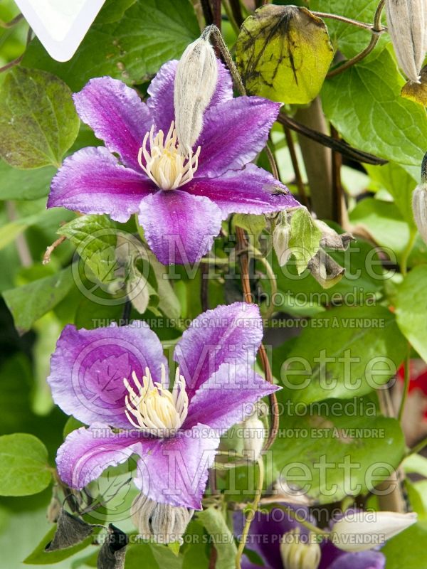 Clematis Piilu aka Little Duckling (Clematis) 4 