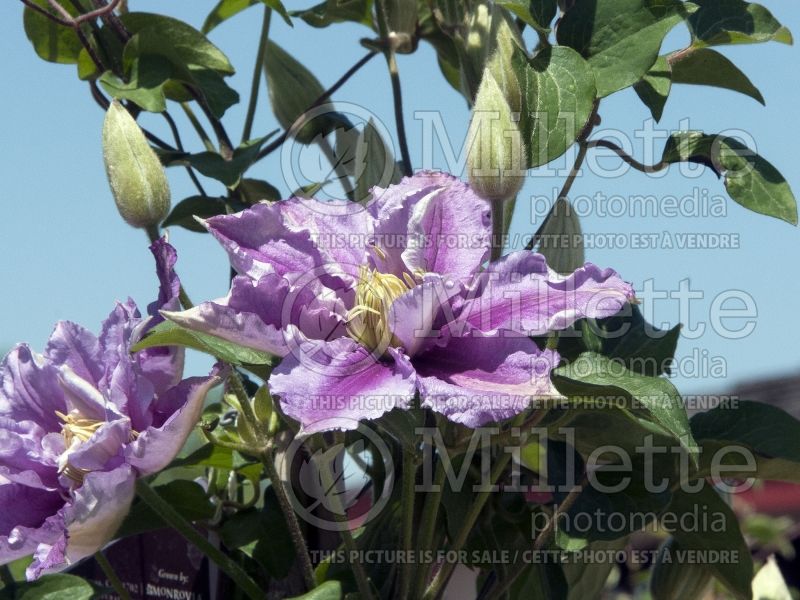 Clematis Piilu aka Little Duckling (Clematis) 5 