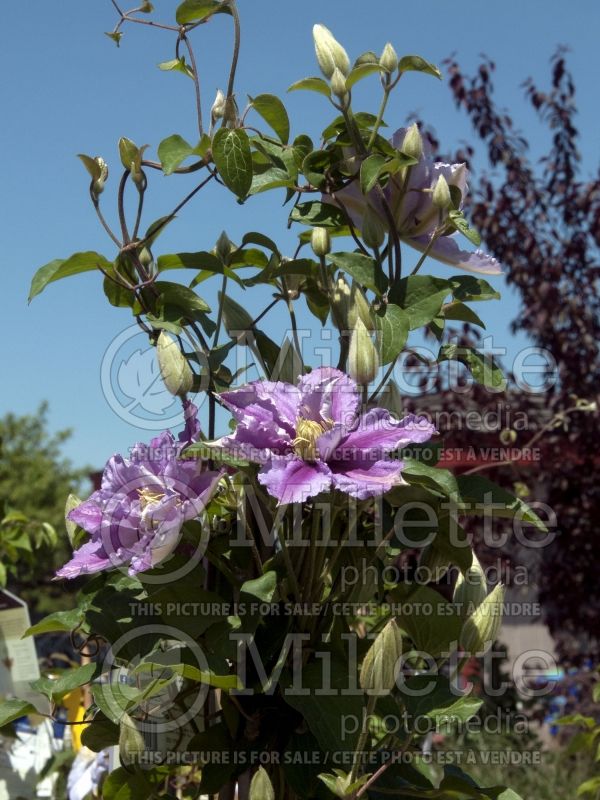 Clematis Piilu aka Little Duckling (Clematis) 6 