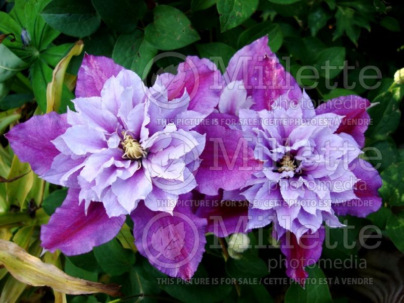 Clematis Piilu aka Little Duckling (Clematis) 3 