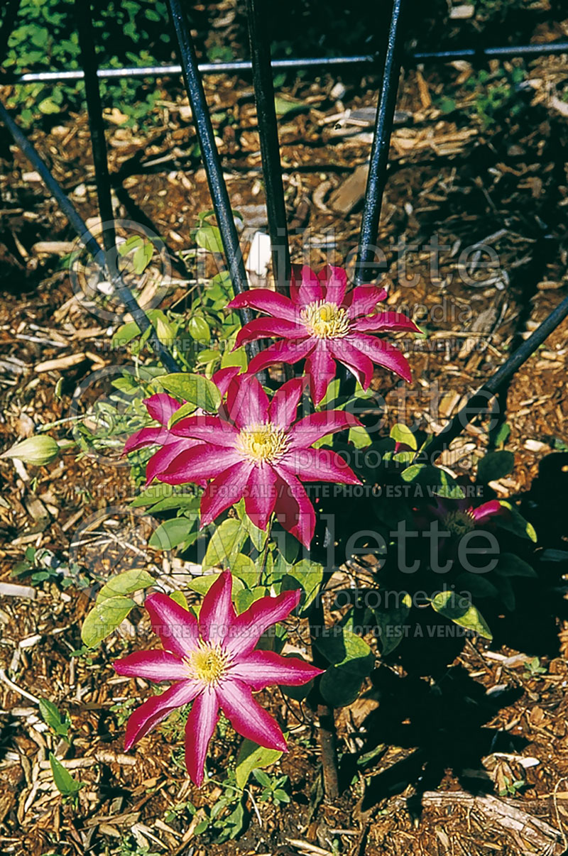 Clematis Kakio aka Pink Champagne (Clematis) 2 