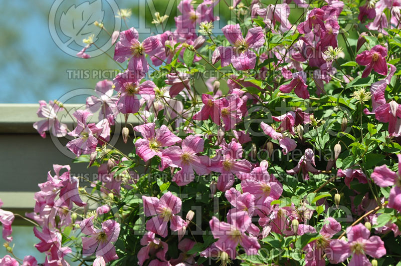 Clematis Pink Mink or Krakowiak (Clematis) 1 