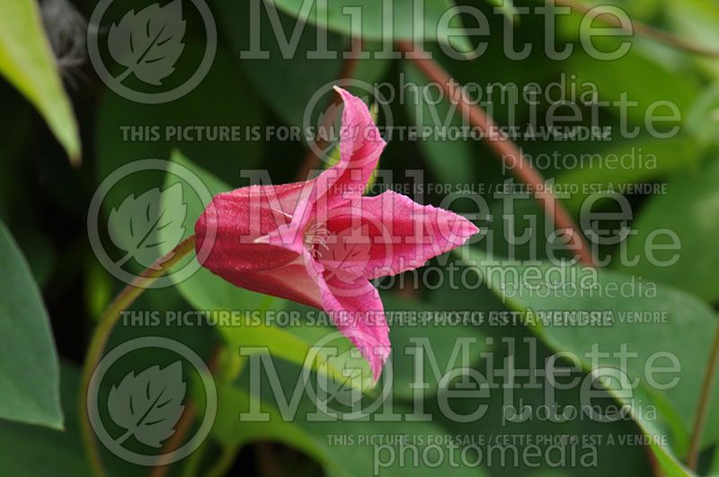 Clematis Princess Diana (Clematis)  2