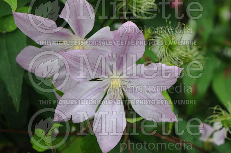 Clematis Proteus (Clematis) 1 