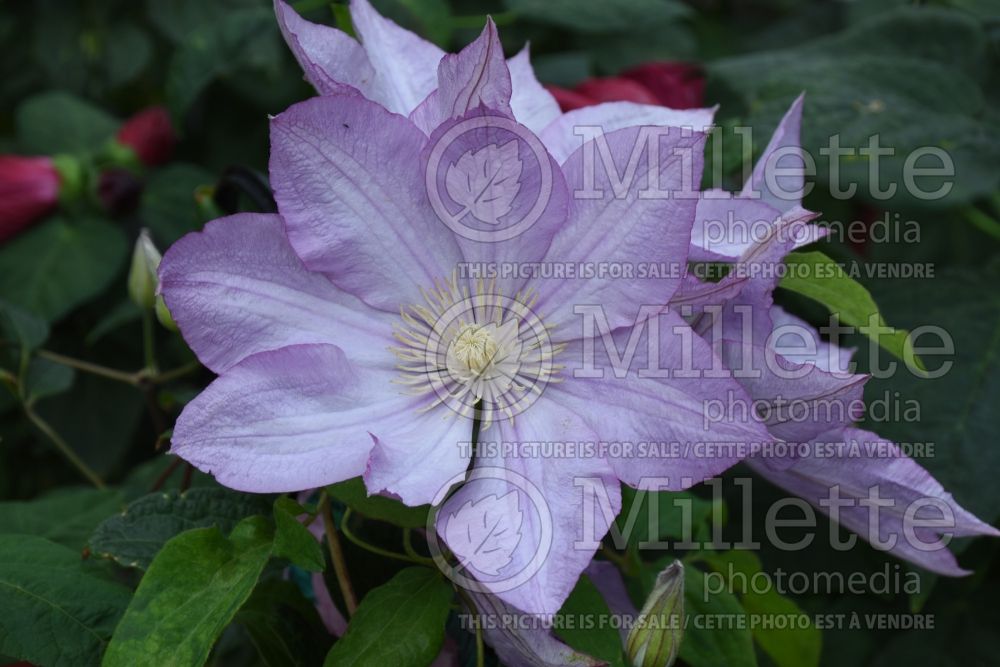 Clematis Proteus (Clematis) 2 