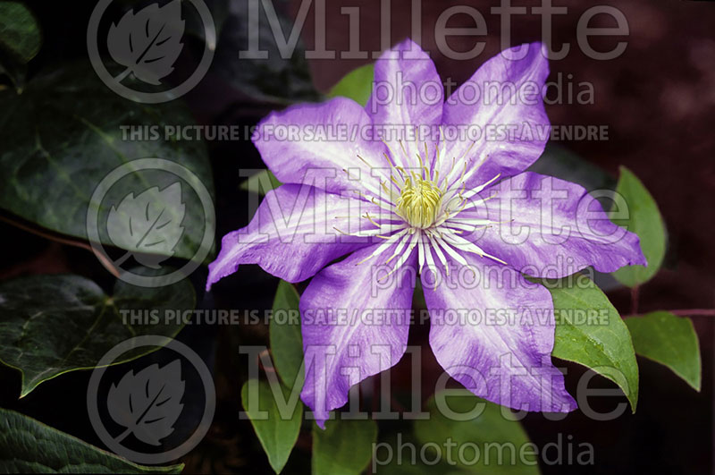 Clematis Ramona (Clematis) 2 