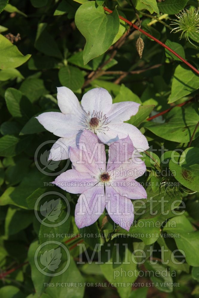 Clematis Reflections (Clematis) 1 