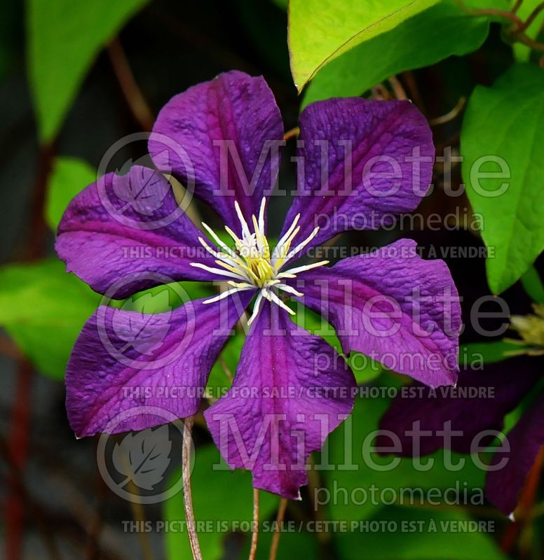 Clematis Romantika (Clematis) 1 