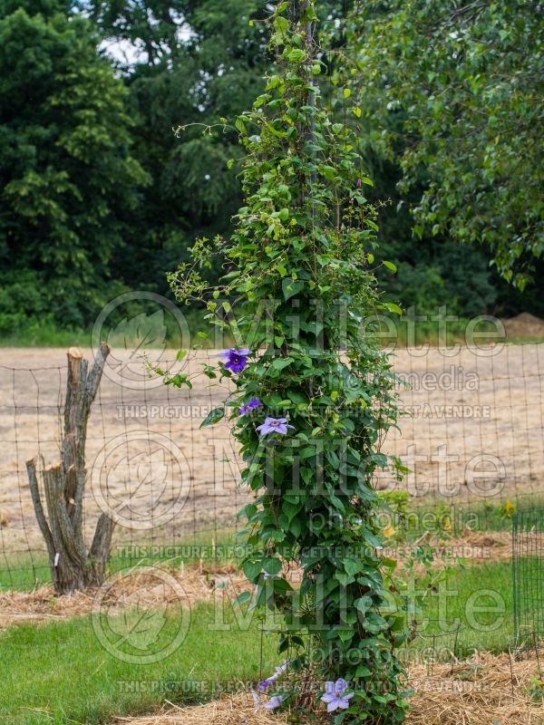 Clematis Ramona (Clematis) 6 