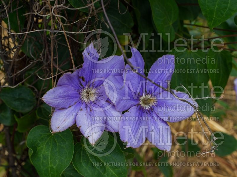 Clematis Ramona (Clematis) 7 