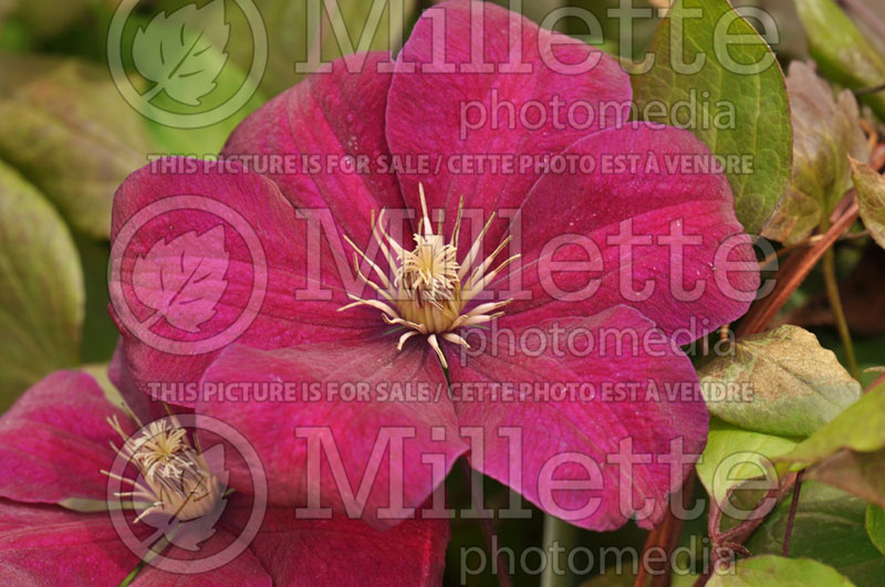 Clematis Rouge Cardinal (Clematis) 2 