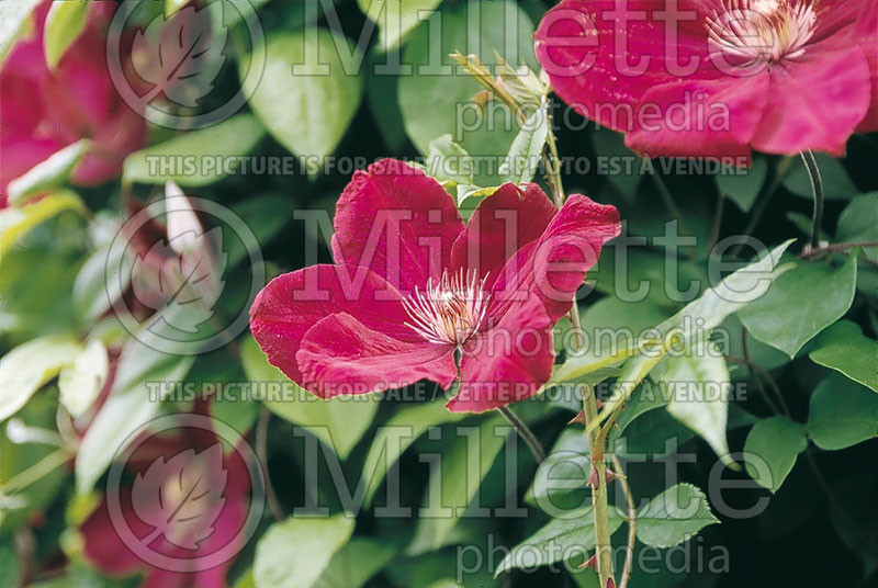 Clematis Rouge Cardinal (Clematis) 4 