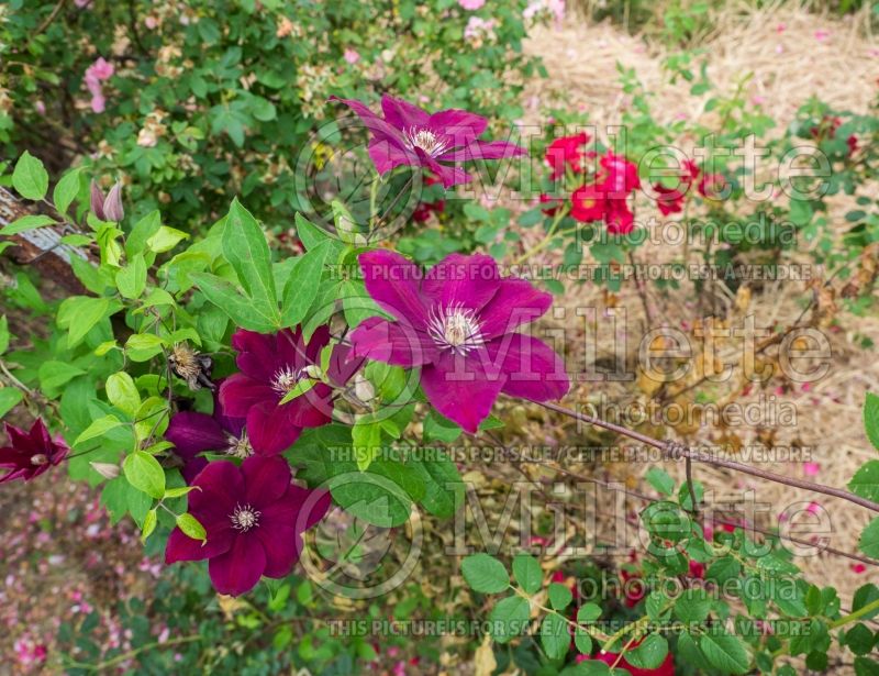 Clematis Rouge Cardinal (Clematis) 5 