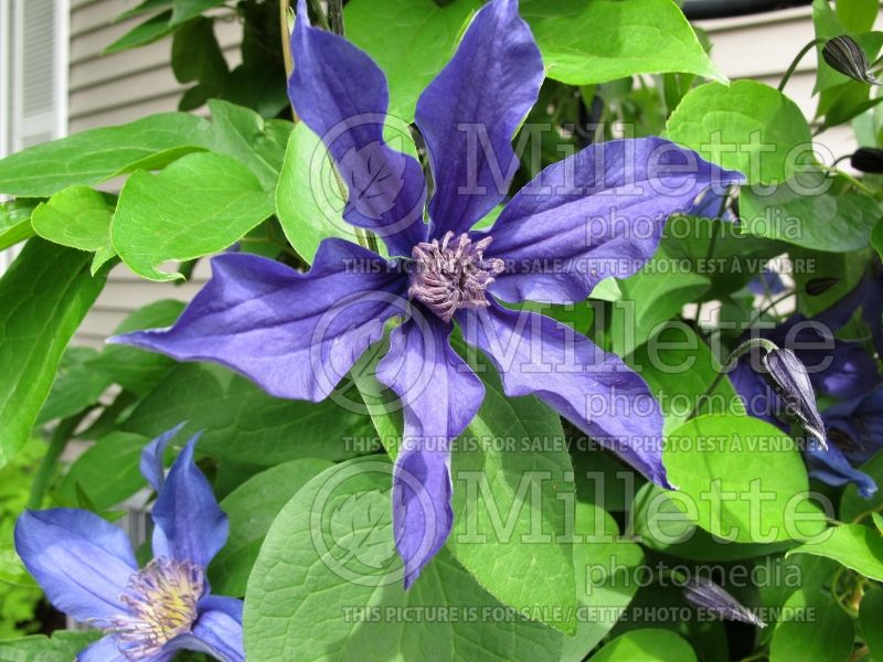 Clematis Sapphire Indigo (Clematis) 7 