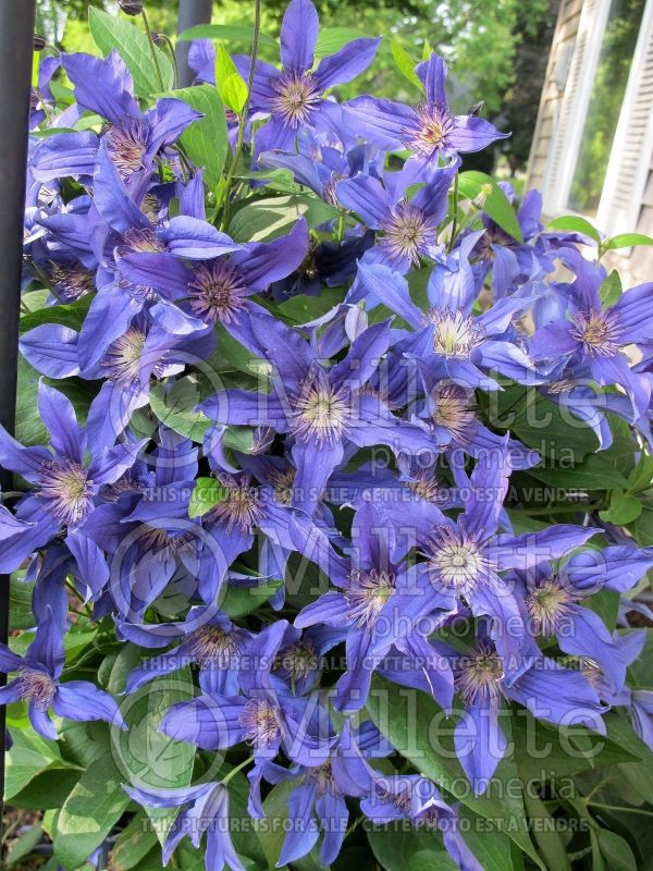 Clematis Sapphire Indigo (Clematis) 6 