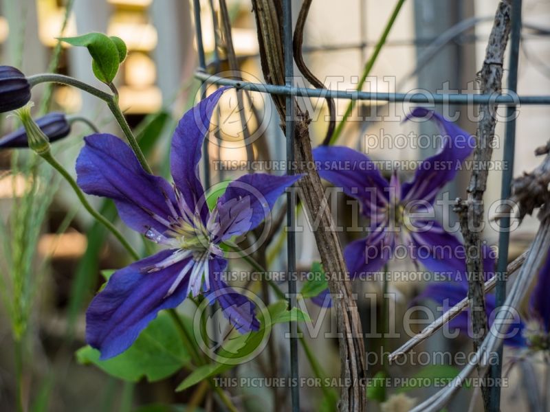 Clematis Sapphire Indigo (Clematis) 4 