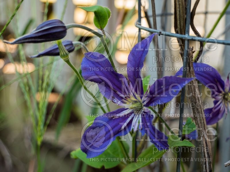 Clematis Sapphire Indigo (Clematis) 1 