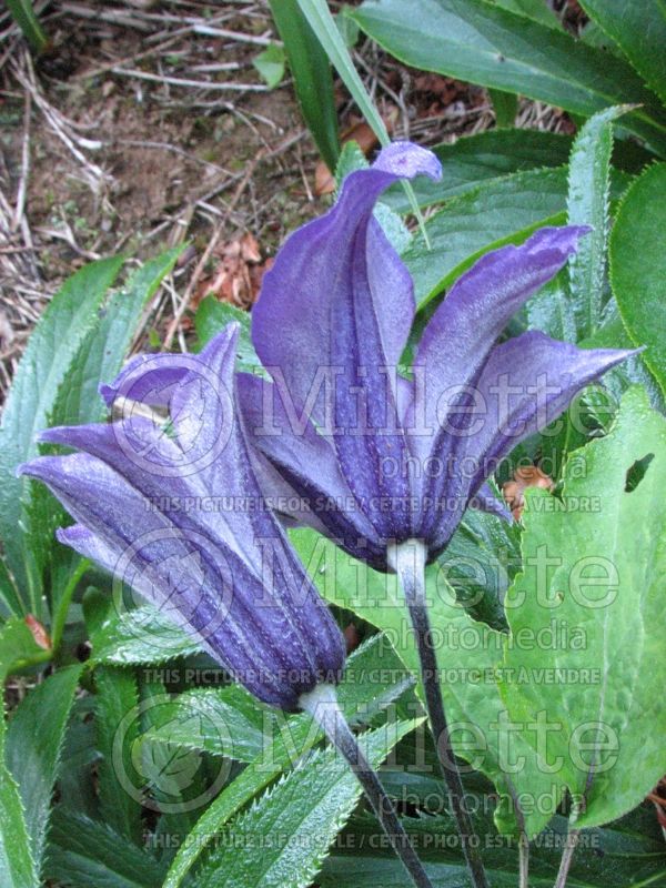 Clematis Sapphire Indigo (Clematis) 2 