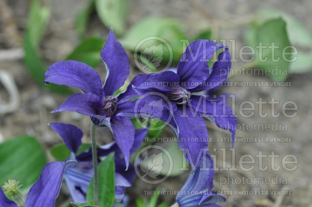 Clematis Sapphire Indigo (Clematis) 5 