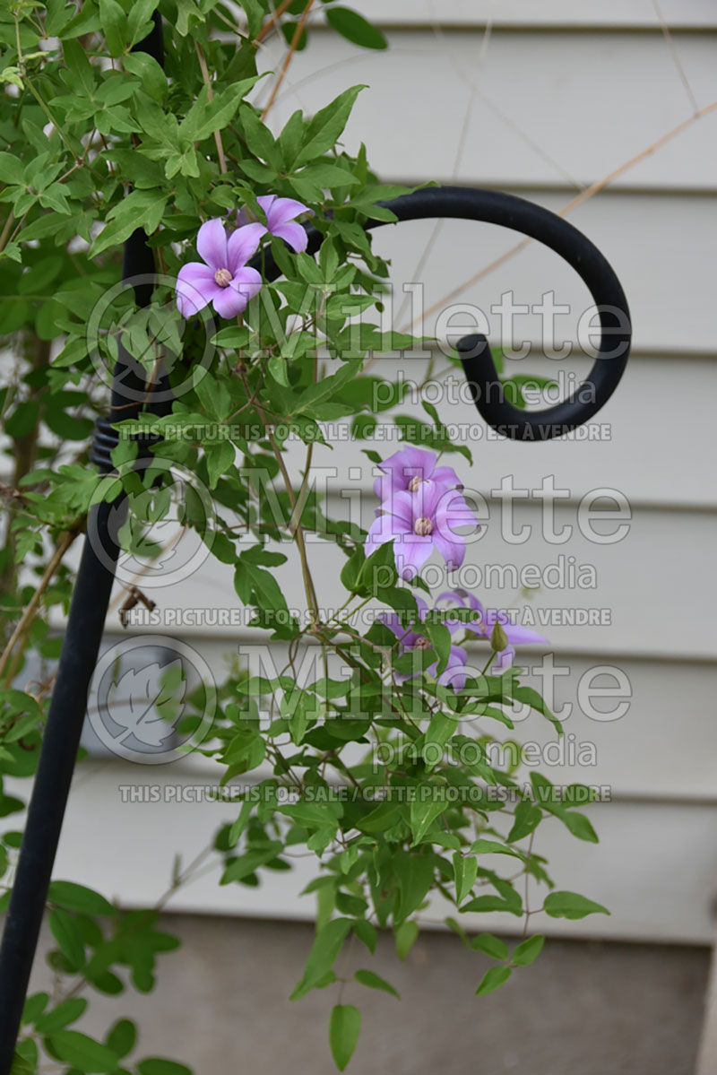 Clematis Scented Clem aka Sugar-Sweet Blue (Clematis) 1 