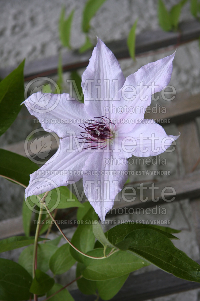 Clematis Snow Queen (Clematis) 2 