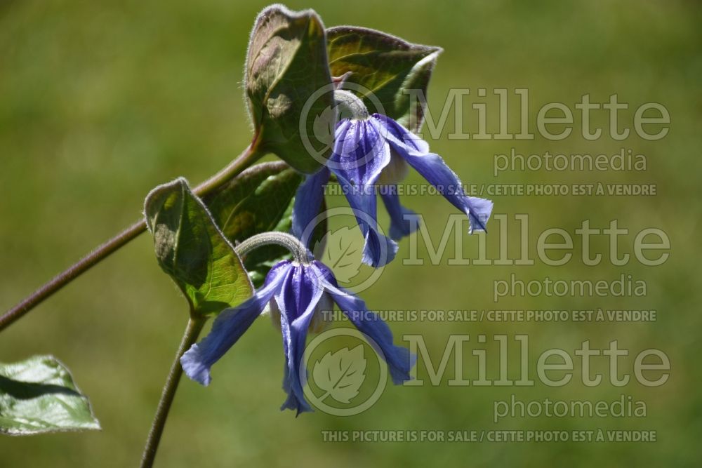 Clematis Stand by Me (Clematis) 1 