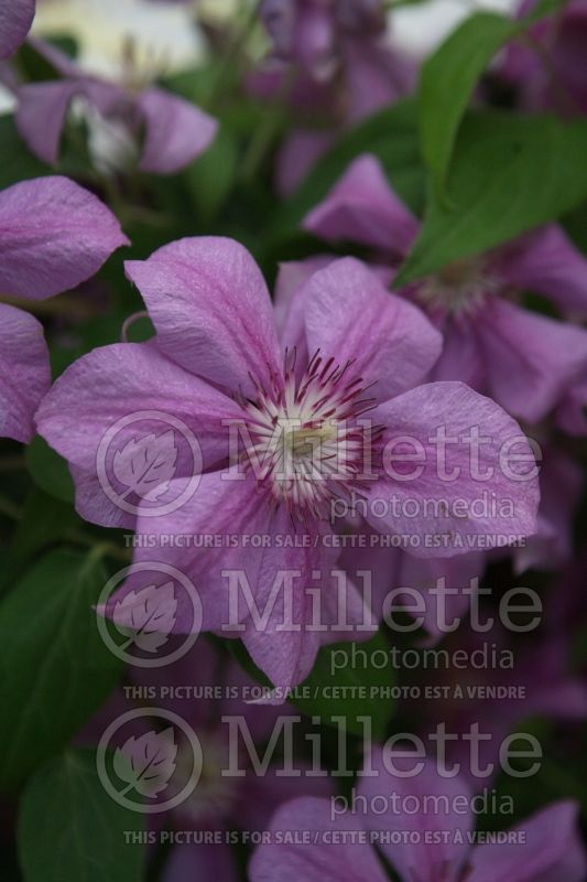 Clematis Success Candy (Clematis) 1 