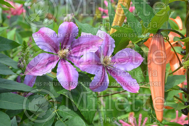 Clematis Sugar Candy (Clematis) 1 