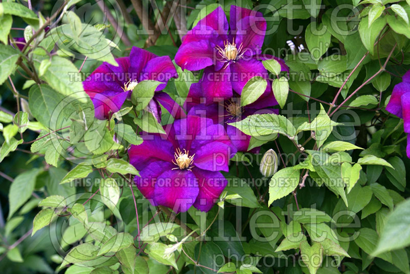 Clematis Sunset (Clematis) 2 