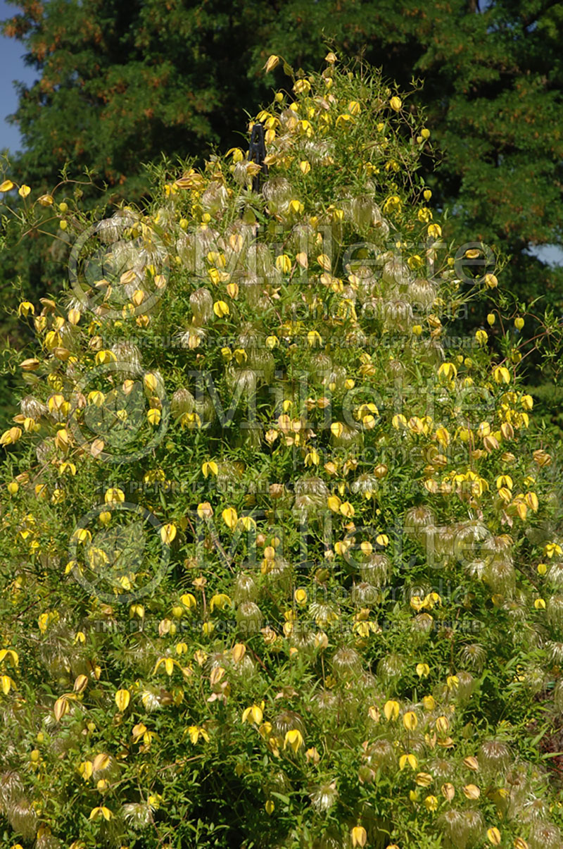 Clematis Golden Tiara (Russian virgin's bower Clematis) 1 