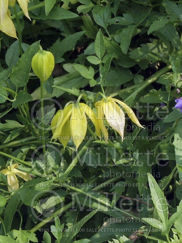 Clematis tangutica (Clematis) 2