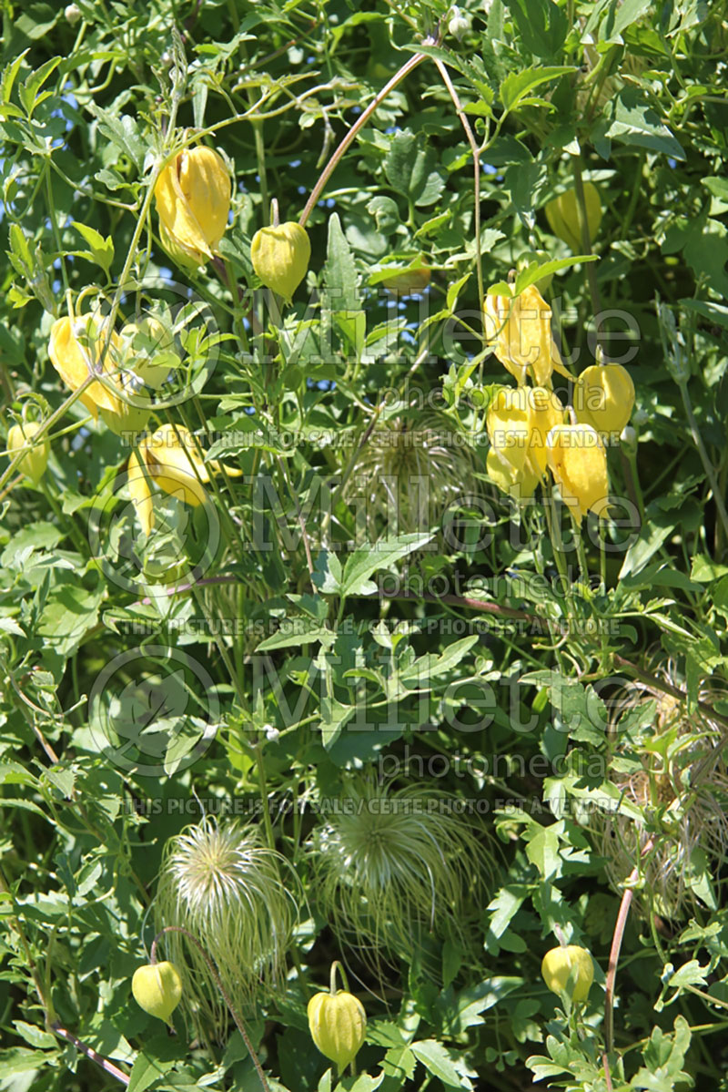 Clematis Aureolin (Clematis) 1 