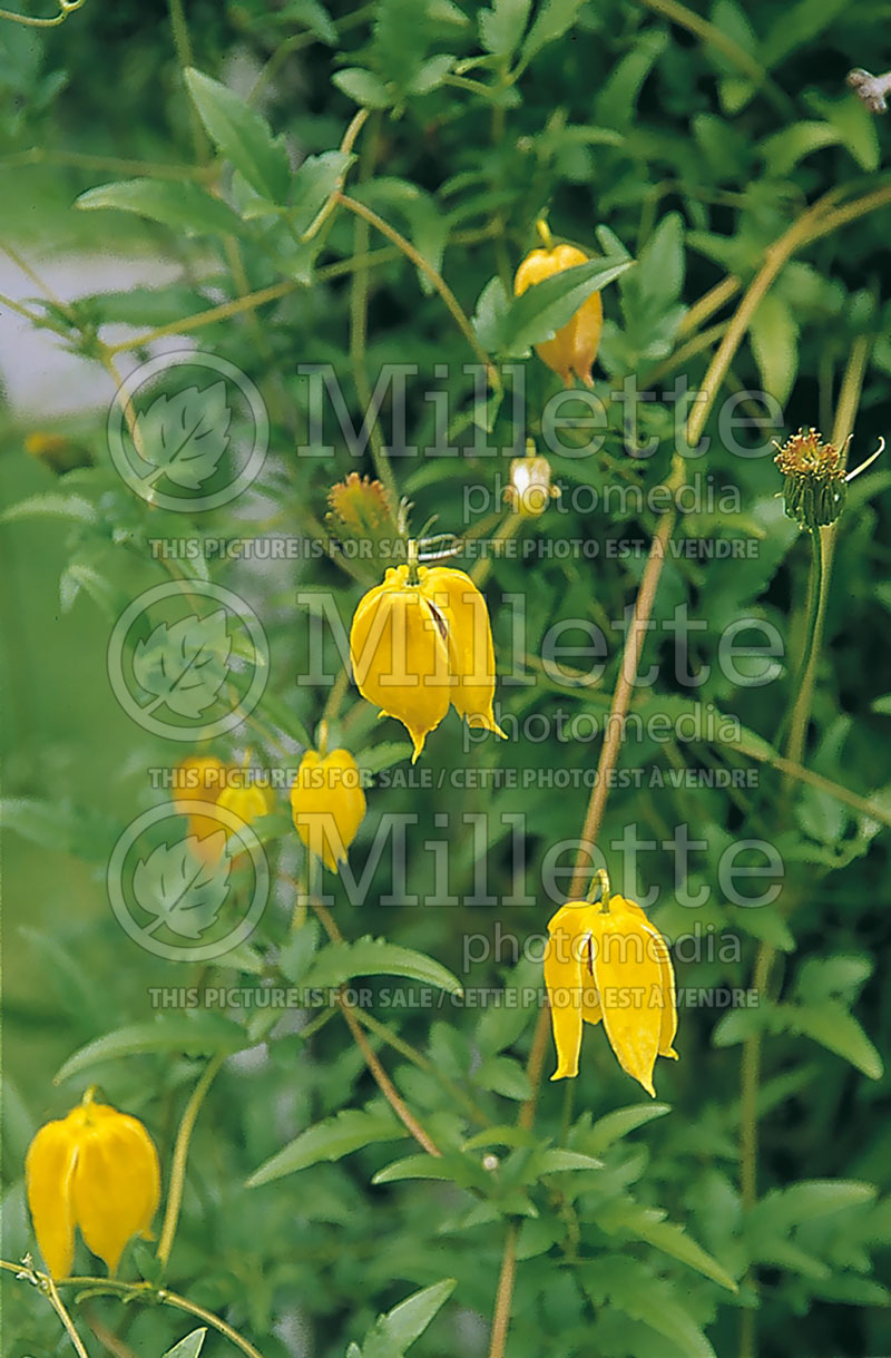 Clematis Golden Tiara (Russian virgin's bower Clematis) 5 