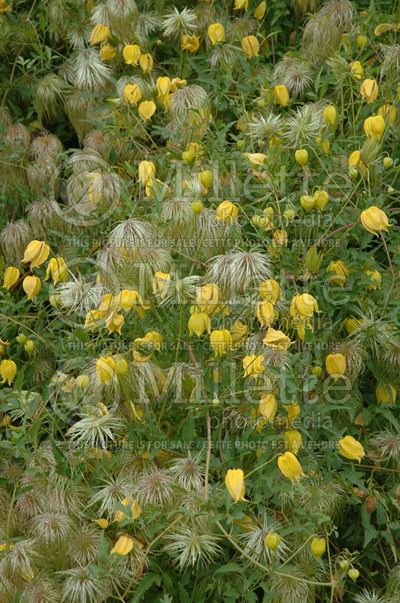 Clematis Golden Tiara (Russian virgin's bower Clematis) 4 