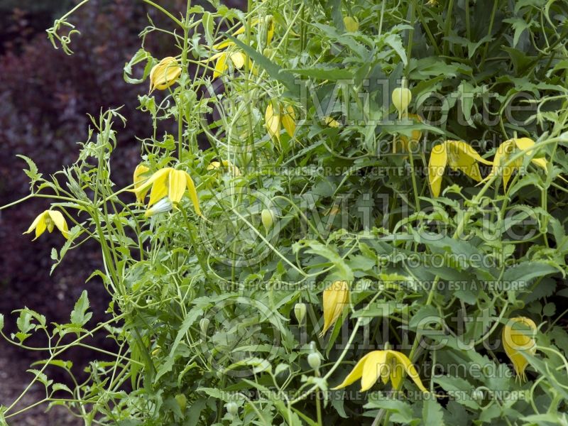 Clematis Helios (Clematis) 3 